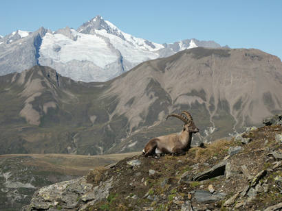 gfx willkommen steinbock aletschhorn